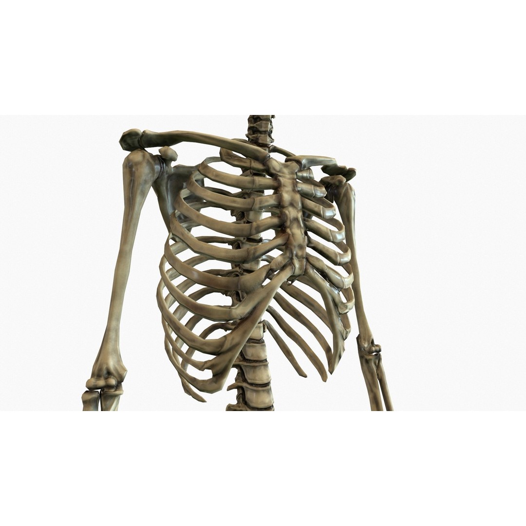 Anatomical Human Skeleton 3D Model – Low Poly Game Asset, FBX, PBR - View 17