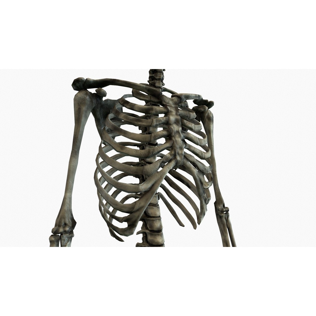 Anatomical Human Skeleton 3D Model – Low Poly Game Asset, FBX, PBR - View 19