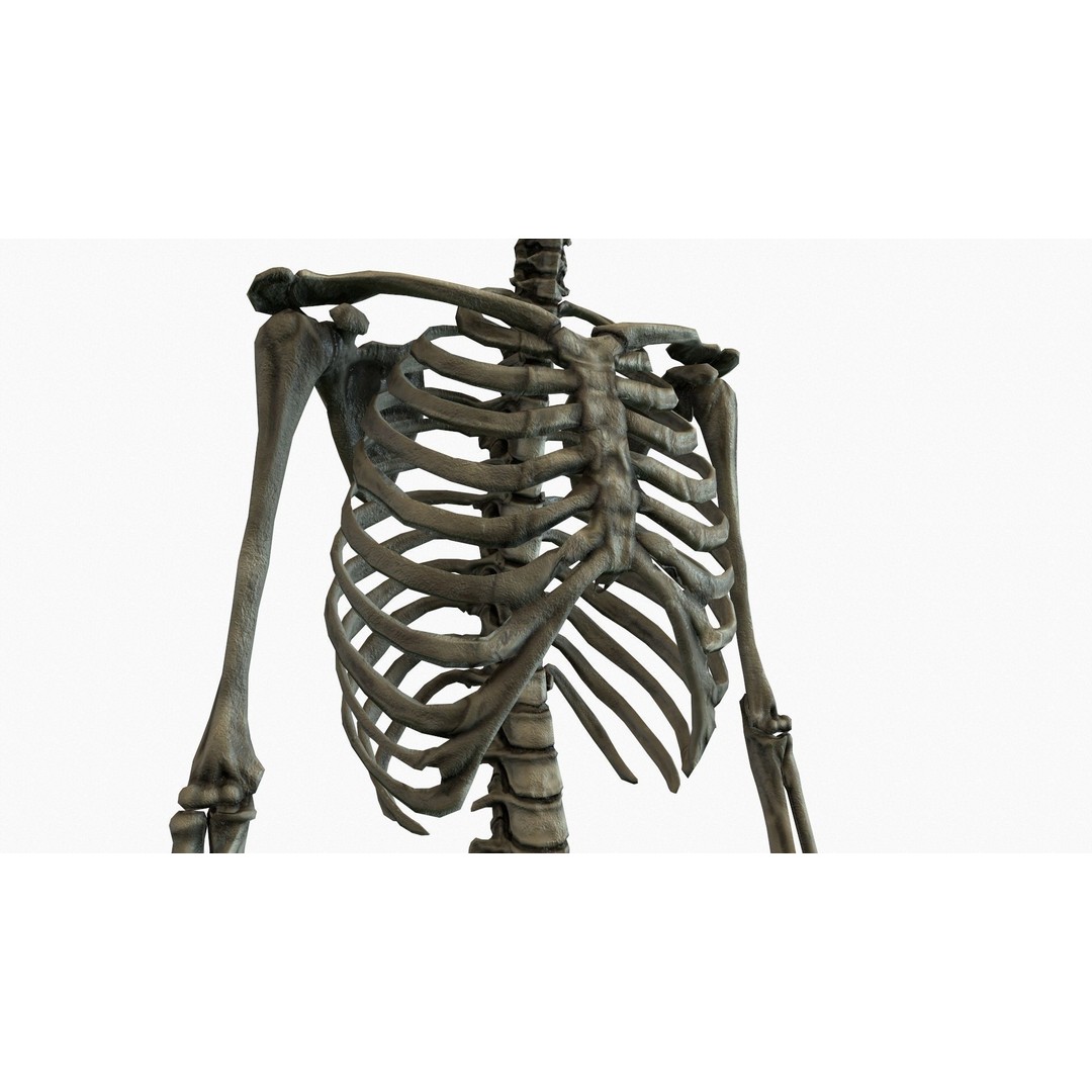 Anatomical Human Skeleton 3D Model – Low Poly Game Asset, FBX, PBR - View 20