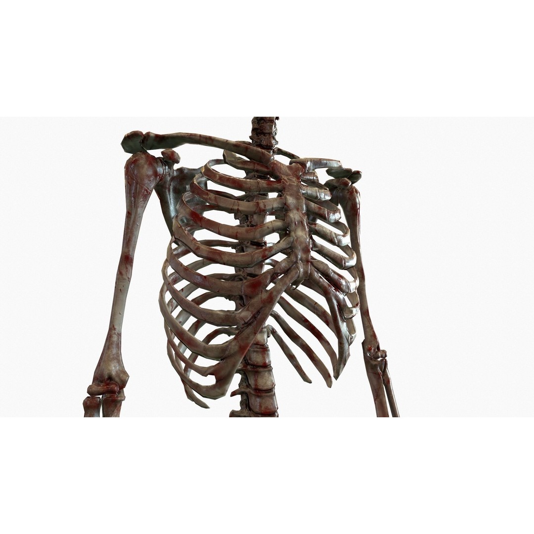 Anatomical Human Skeleton 3D Model – Low Poly Game Asset, FBX, PBR - View 21