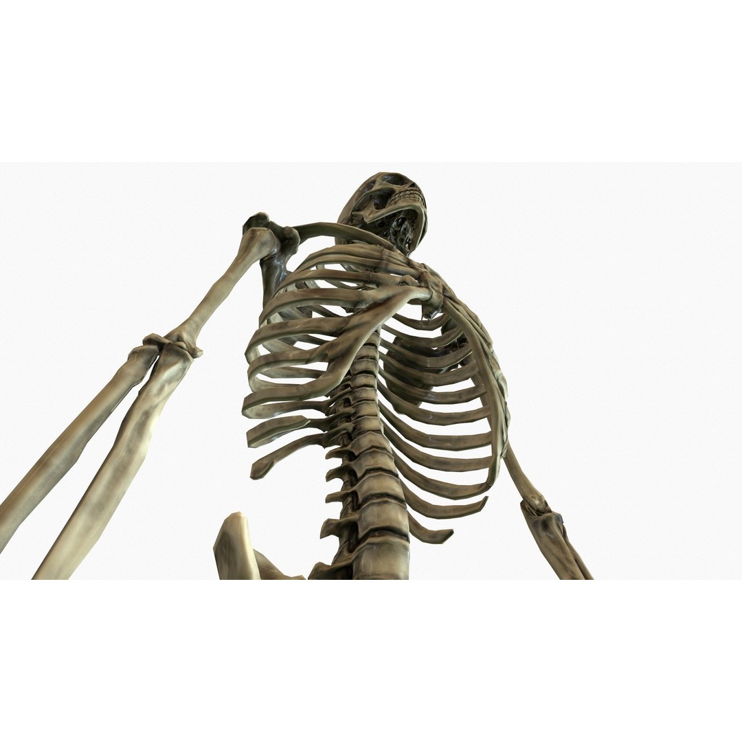 Anatomical Human Skeleton 3D Model – Low Poly Game Asset, FBX, PBR - View 22