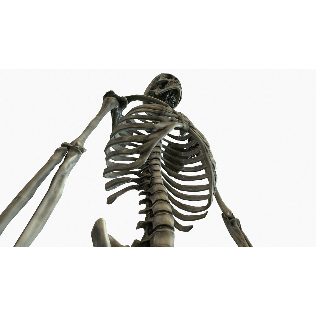 Anatomical Human Skeleton 3D Model – Low Poly Game Asset, FBX, PBR - View 23