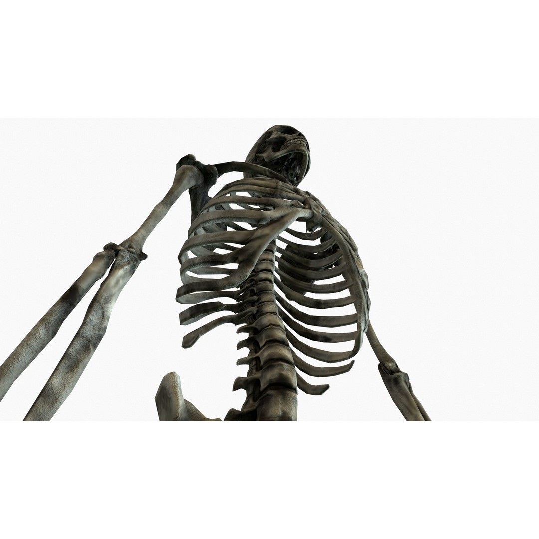 Anatomical Human Skeleton 3D Model – Low Poly Game Asset, FBX, PBR - View 24
