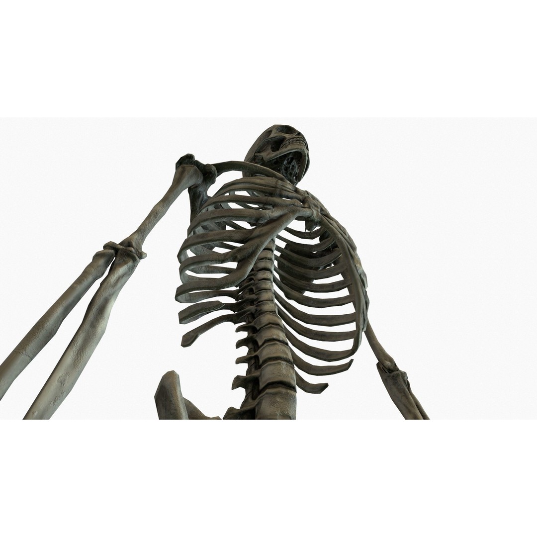 Anatomical Human Skeleton 3D Model – Low Poly Game Asset, FBX, PBR - View 25