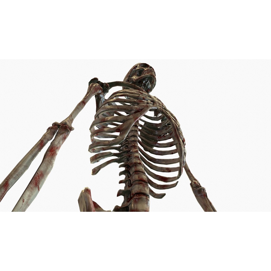 Anatomical Human Skeleton 3D Model – Low Poly Game Asset, FBX, PBR - View 26