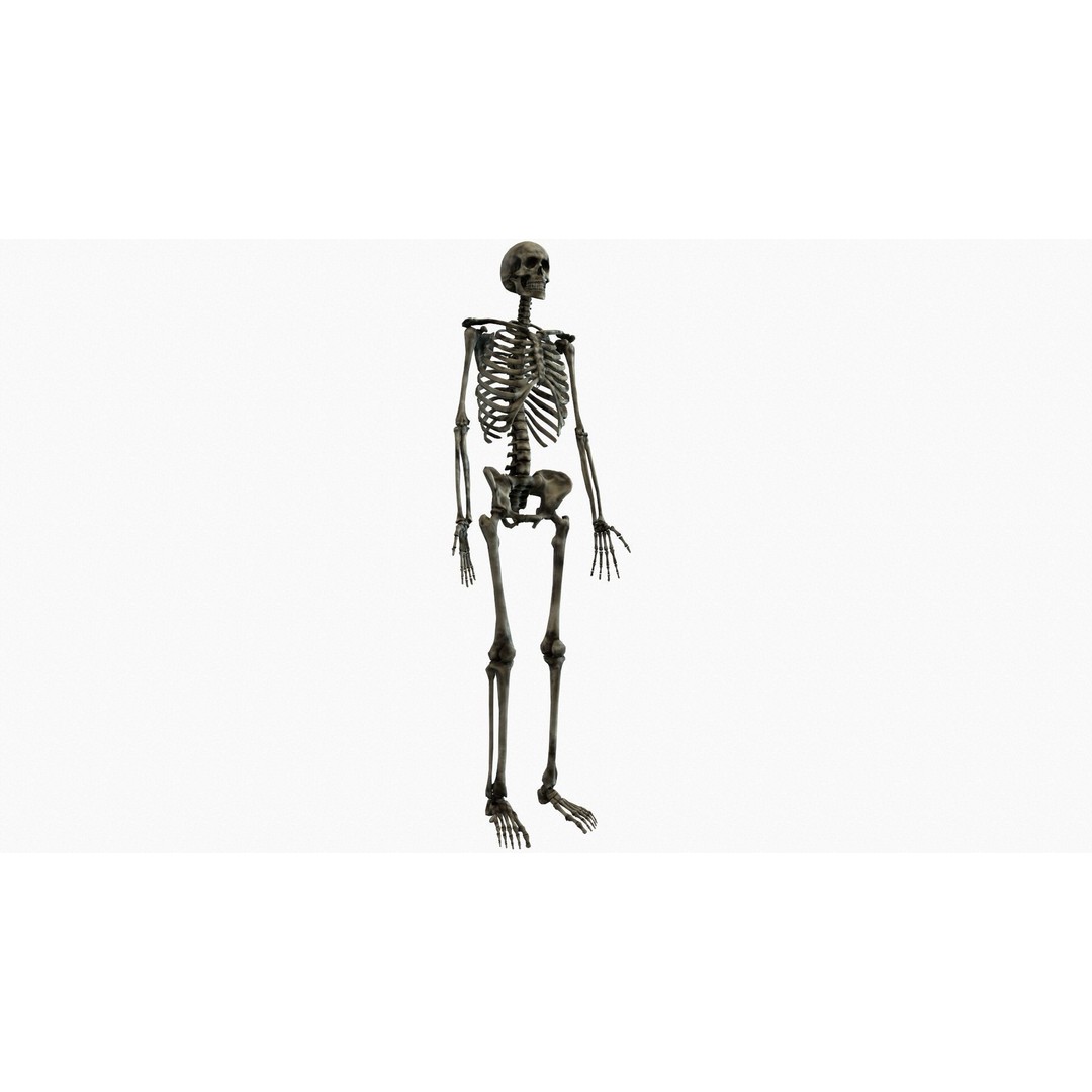 Anatomical Human Skeleton 3D Model – Low Poly Game Asset, FBX, PBR - View 29