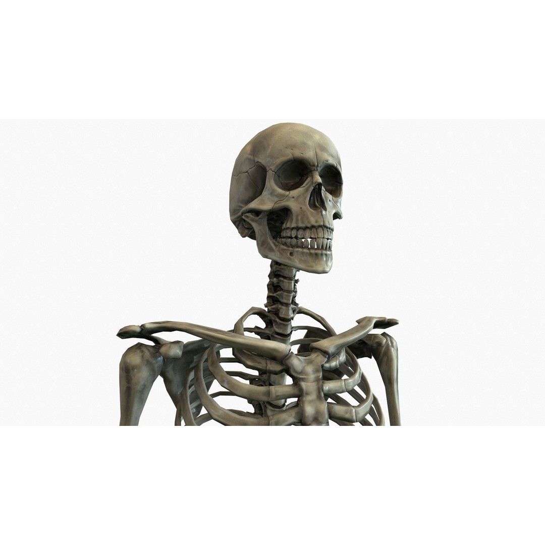 Anatomical Human Skeleton 3D Model – Low Poly Game Asset, FBX, PBR - View 3