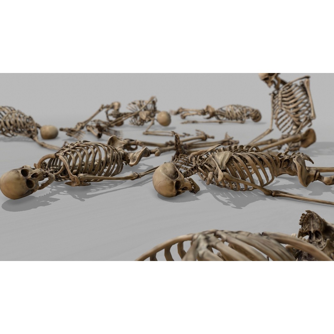 Anatomical Human Skeleton 3D Model – Low Poly Game Asset, FBX, PBR - View 32