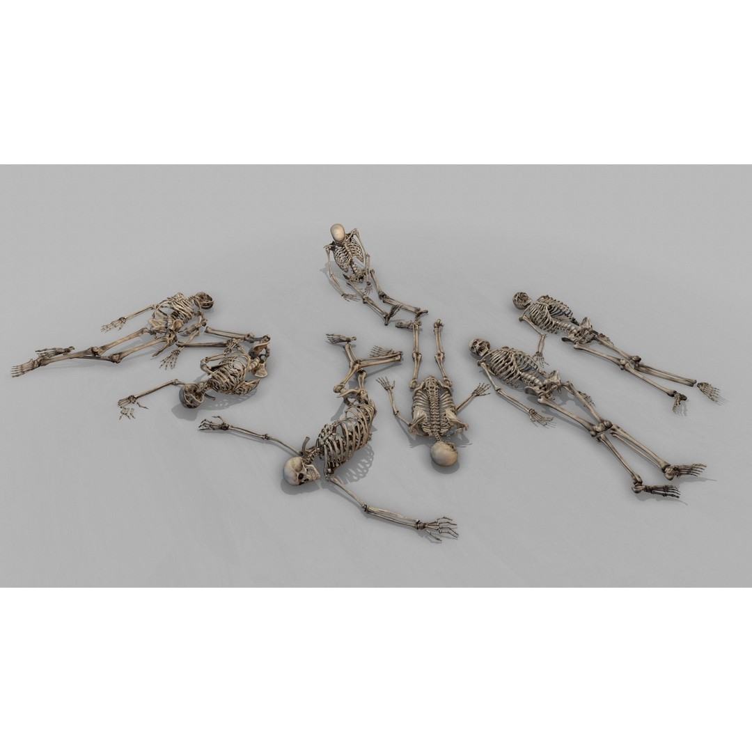 Anatomical Human Skeleton 3D Model – Low Poly Game Asset, FBX, PBR - View 33