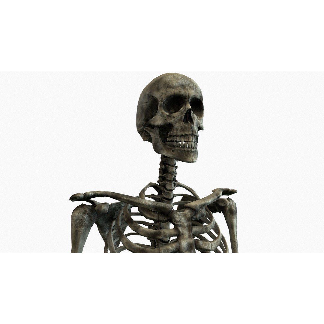 Anatomical Human Skeleton 3D Model – Low Poly Game Asset, FBX, PBR - View 4