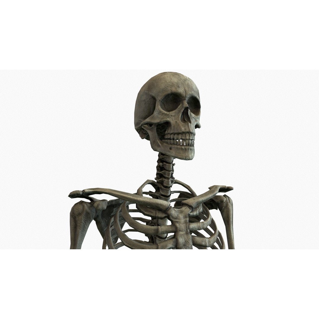 Anatomical Human Skeleton 3D Model – Low Poly Game Asset, FBX, PBR - View 5