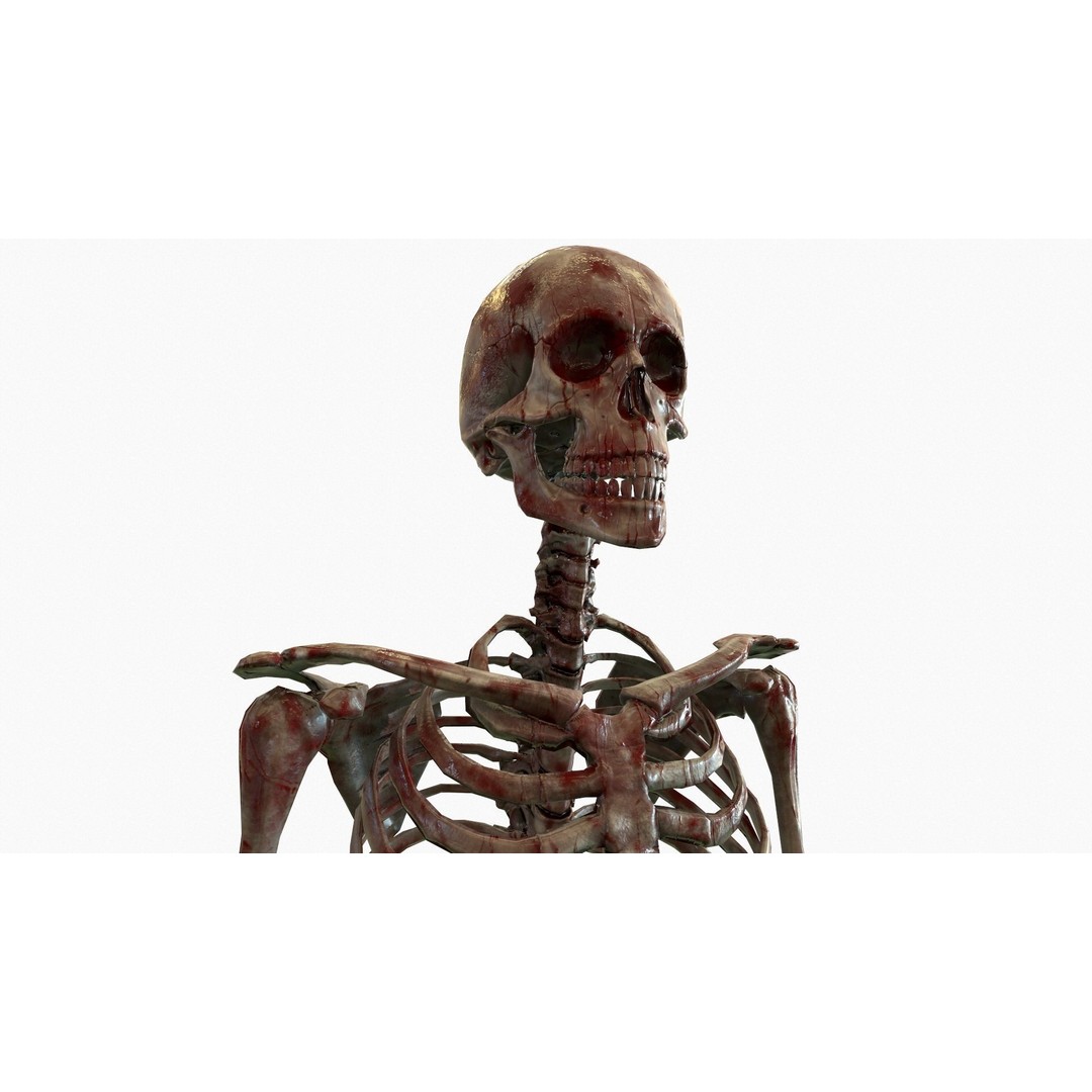 Anatomical Human Skeleton 3D Model – Low Poly Game Asset, FBX, PBR - View 6