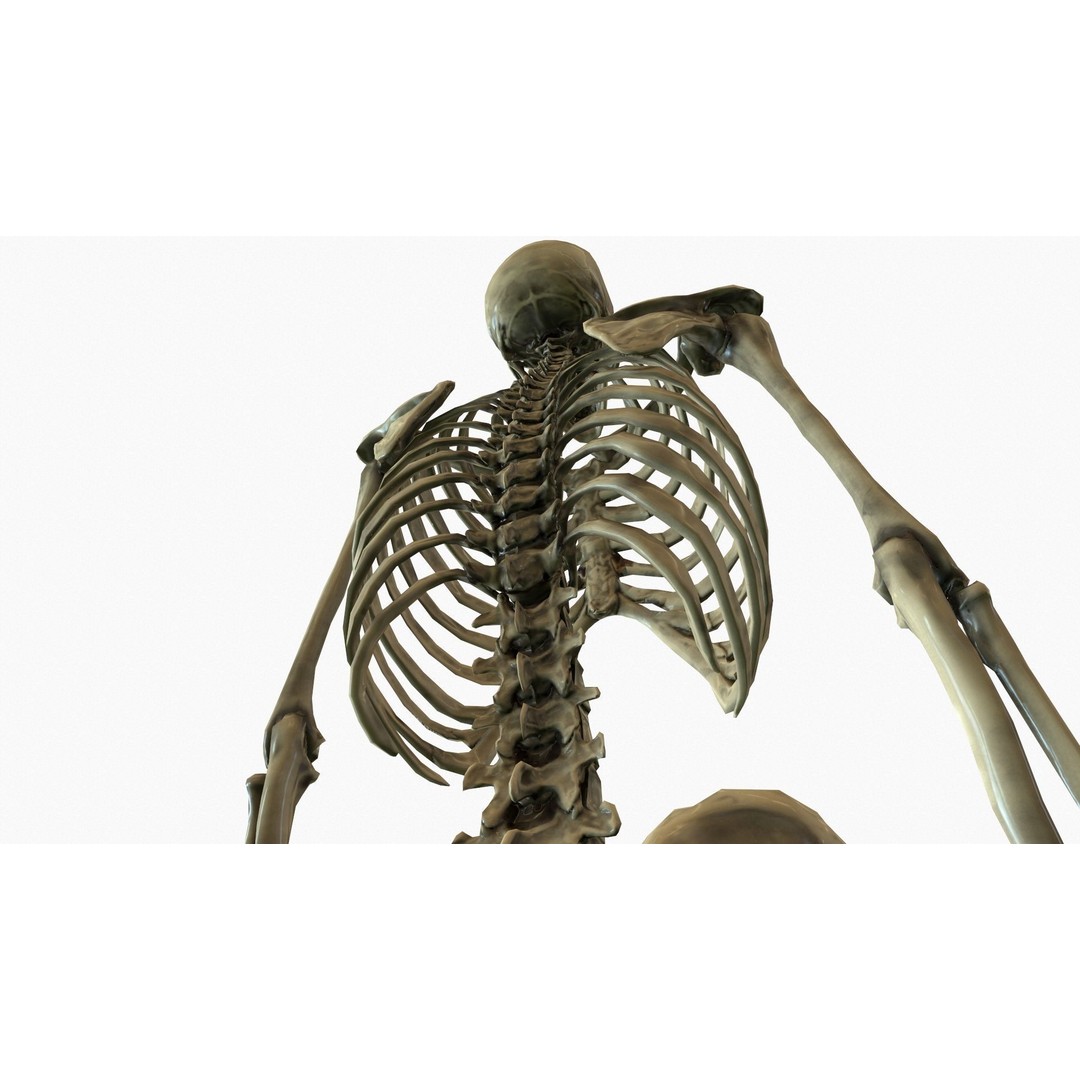 Anatomical Human Skeleton 3D Model – Low Poly Game Asset, FBX, PBR - View 7