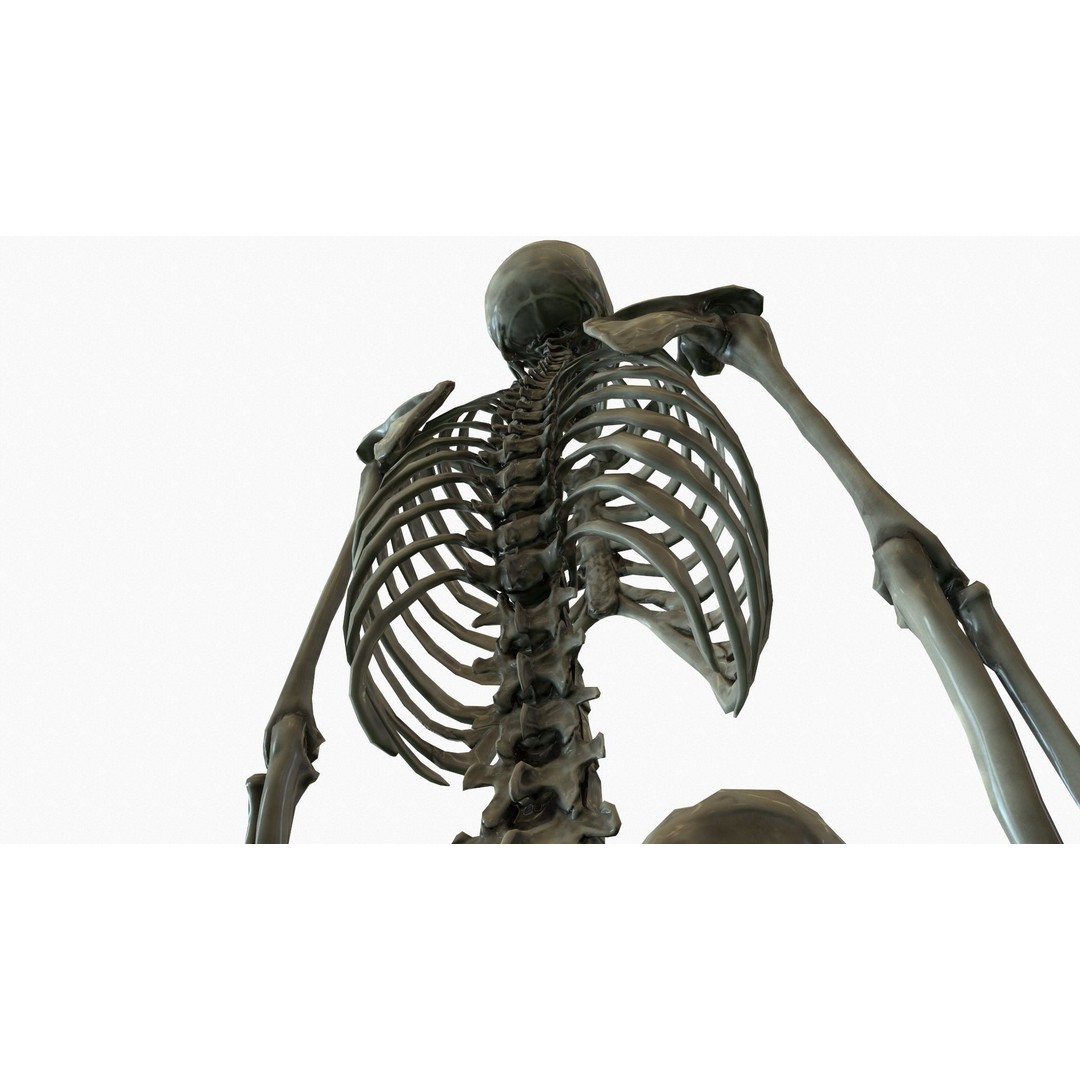 Anatomical Human Skeleton 3D Model – Low Poly Game Asset, FBX, PBR - View 8