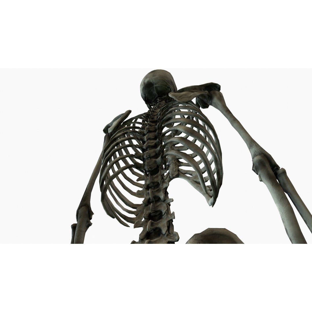 Anatomical Human Skeleton 3D Model – Low Poly Game Asset, FBX, PBR - View 9