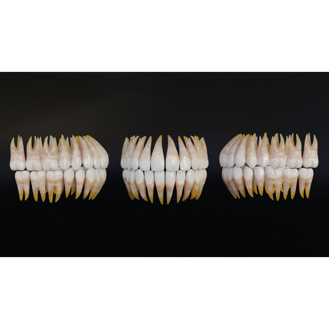 Human Mouth 3D Model – Rigged Low-Poly Character Asset, FBX, Blender - View 13