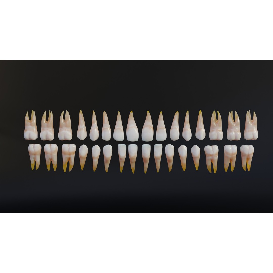 Human Mouth 3D Model – Rigged Low-Poly Character Asset, FBX, Blender - View 14