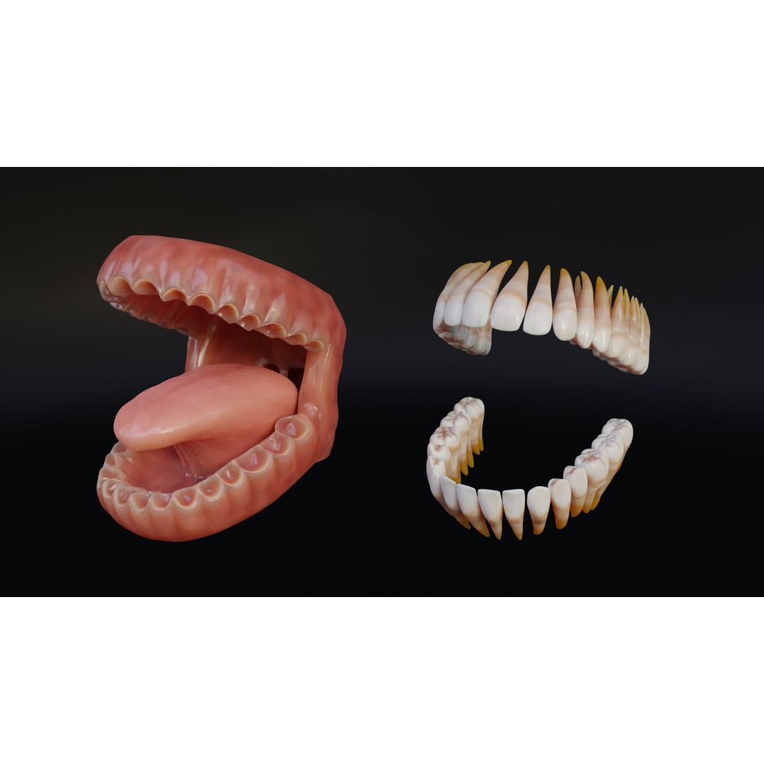 Human Mouth 3D Model – Rigged Low-Poly Character Asset, FBX, Blender - View 6