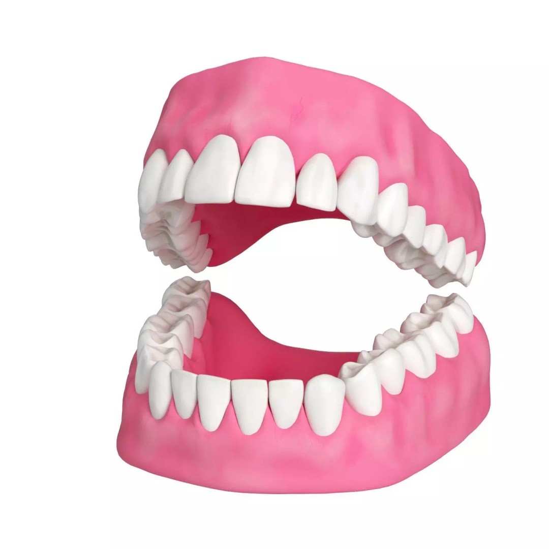 Human Teeth and Gums 3D Model – High Resolution PBR Asset, FBX/OBJ - View 2