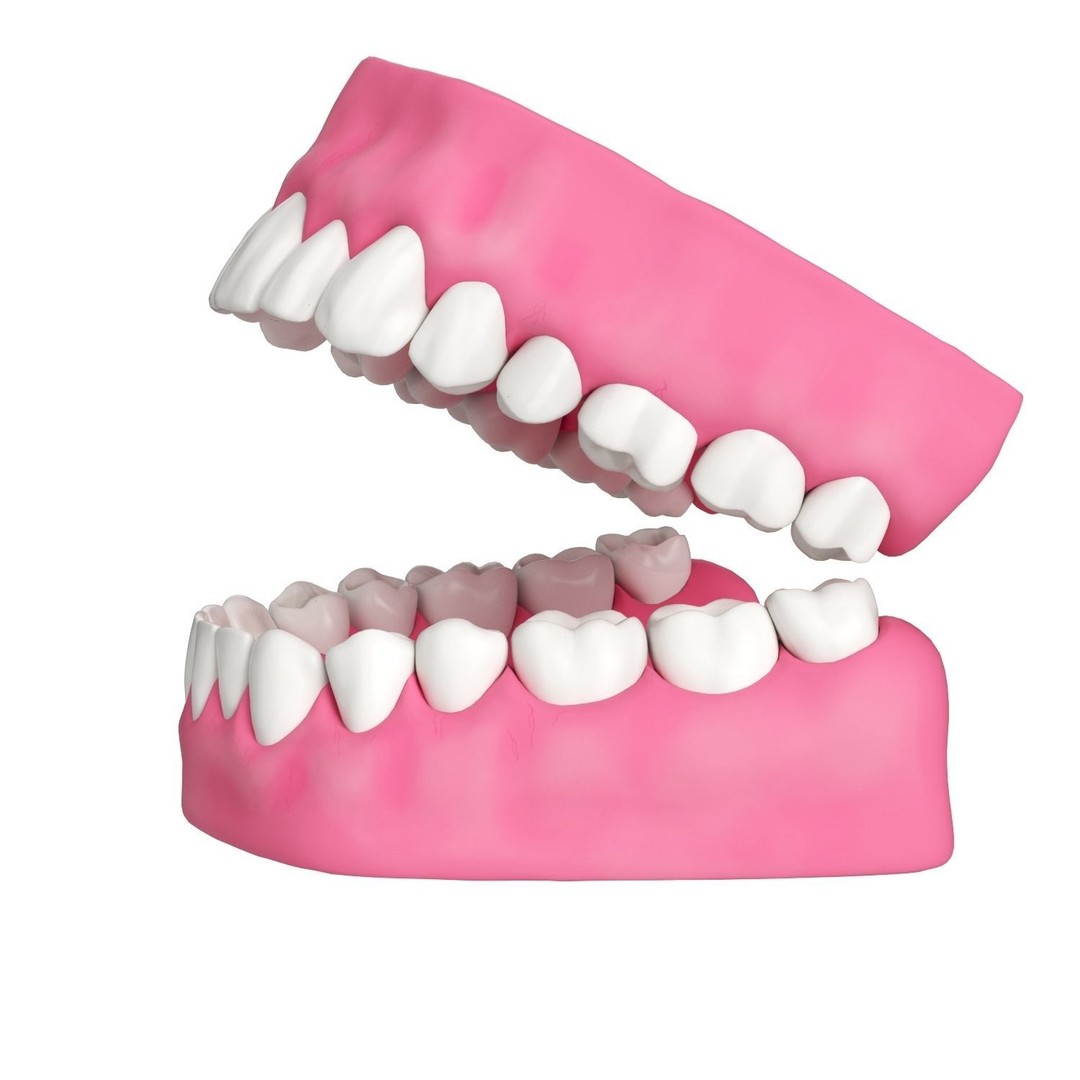 Human Teeth and Gums 3D Model – High Resolution PBR Asset, FBX/OBJ - View 3