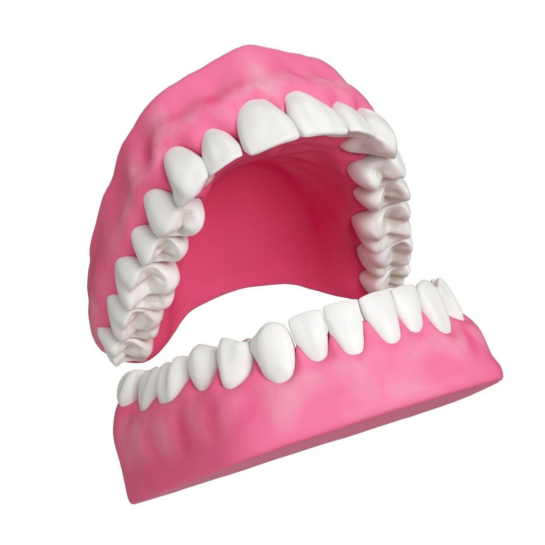 Human Teeth and Gums 3D Model – High Resolution PBR Asset, FBX/OBJ - View 4