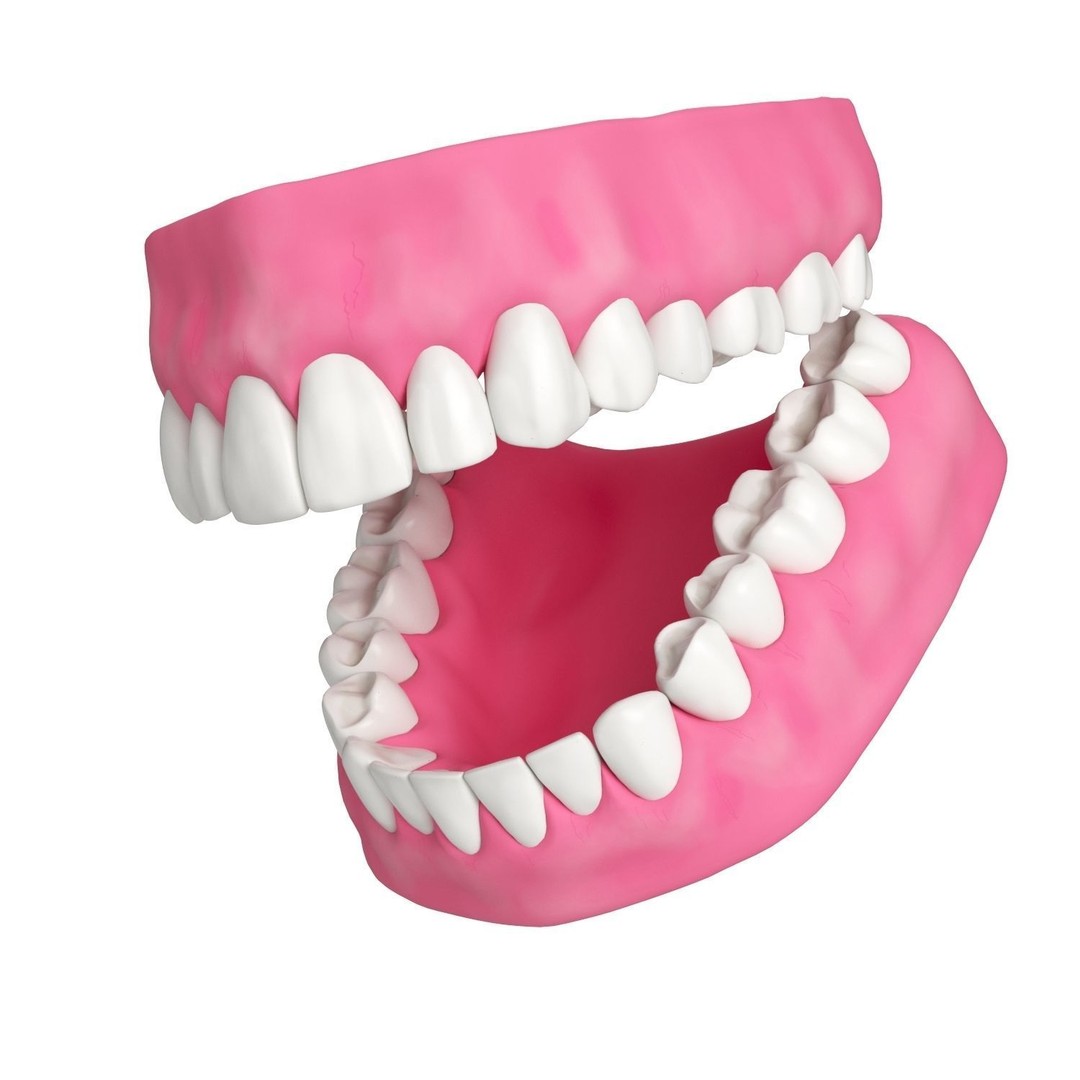 Human Teeth and Gums 3D Model – High Resolution PBR Asset, FBX/OBJ - View 5