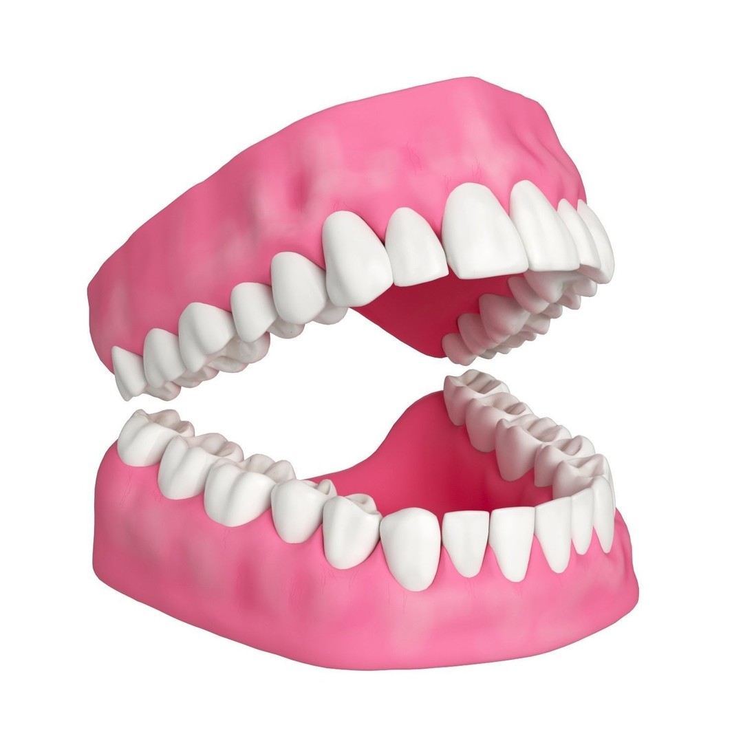 Human Teeth and Gums 3D Model – High Resolution PBR Asset, FBX/OBJ - View 6