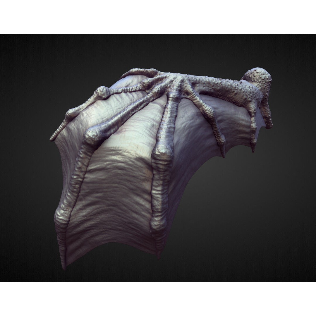 Wings and Fins 3D Model – High Poly Character Anatomy, Blender - View 15