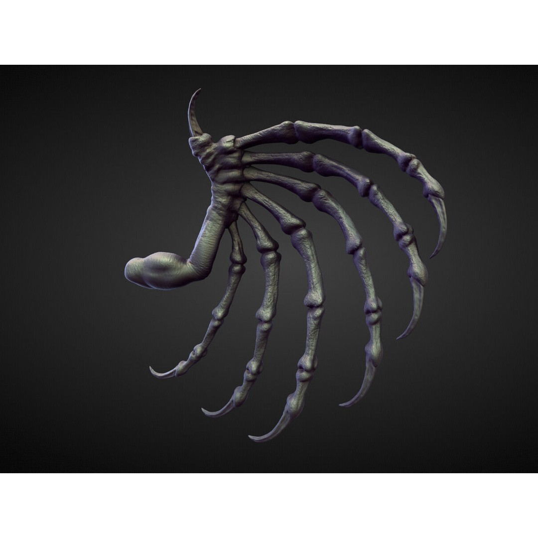 Wings and Fins 3D Model – High Poly Character Anatomy, Blender - View 27