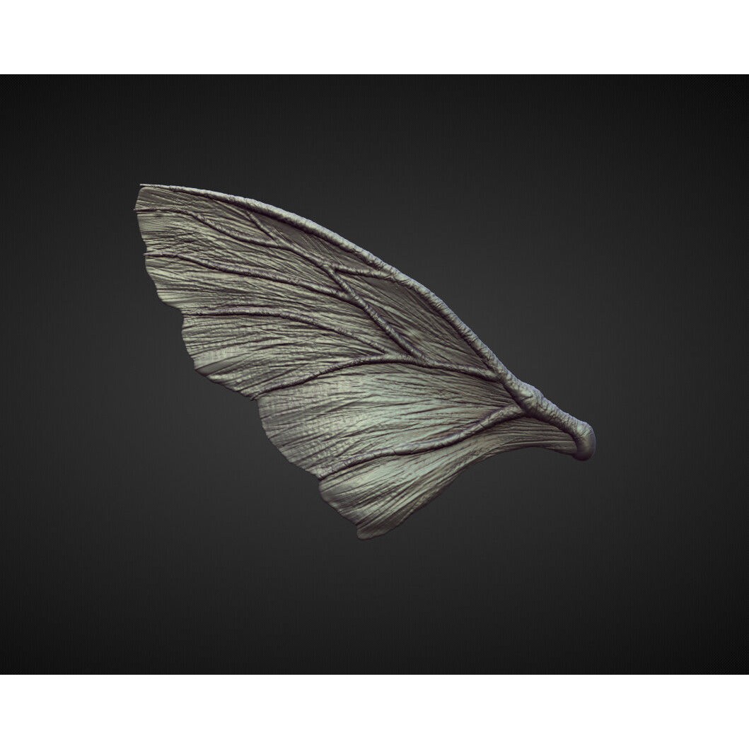 Wings and Fins 3D Model – High Poly Character Anatomy, Blender - View 47