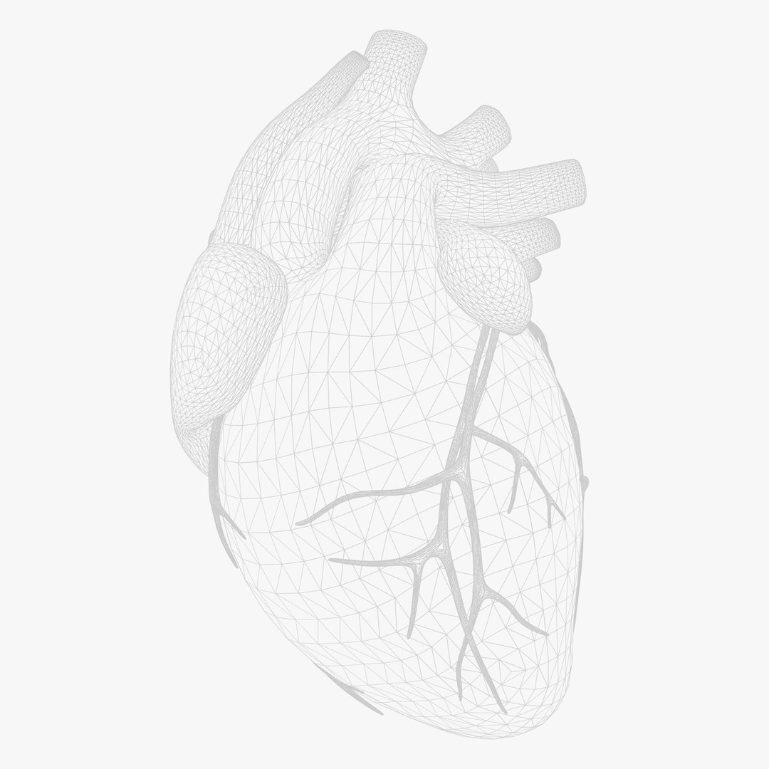 Human Heart Anatomy 3D Model – Animated Medical Asset, FBX & OBJ - View 11