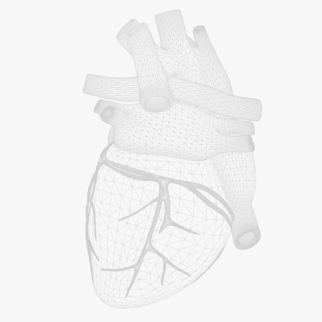 Human Heart Anatomy 3D Model – Animated Medical Asset, FBX & OBJ - View 12