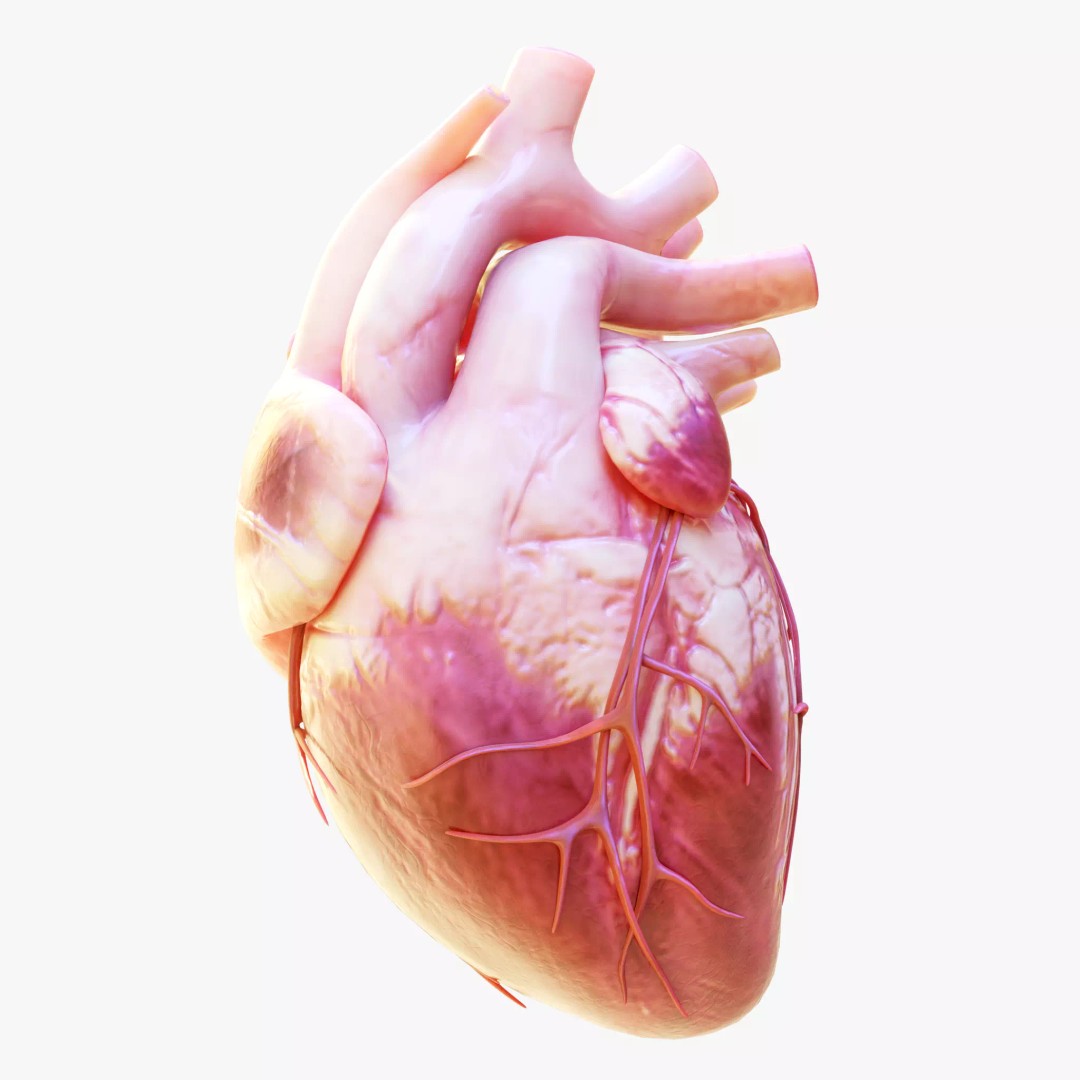 Human Heart Anatomy 3D Model – Animated Medical Asset, FBX & OBJ - View 2
