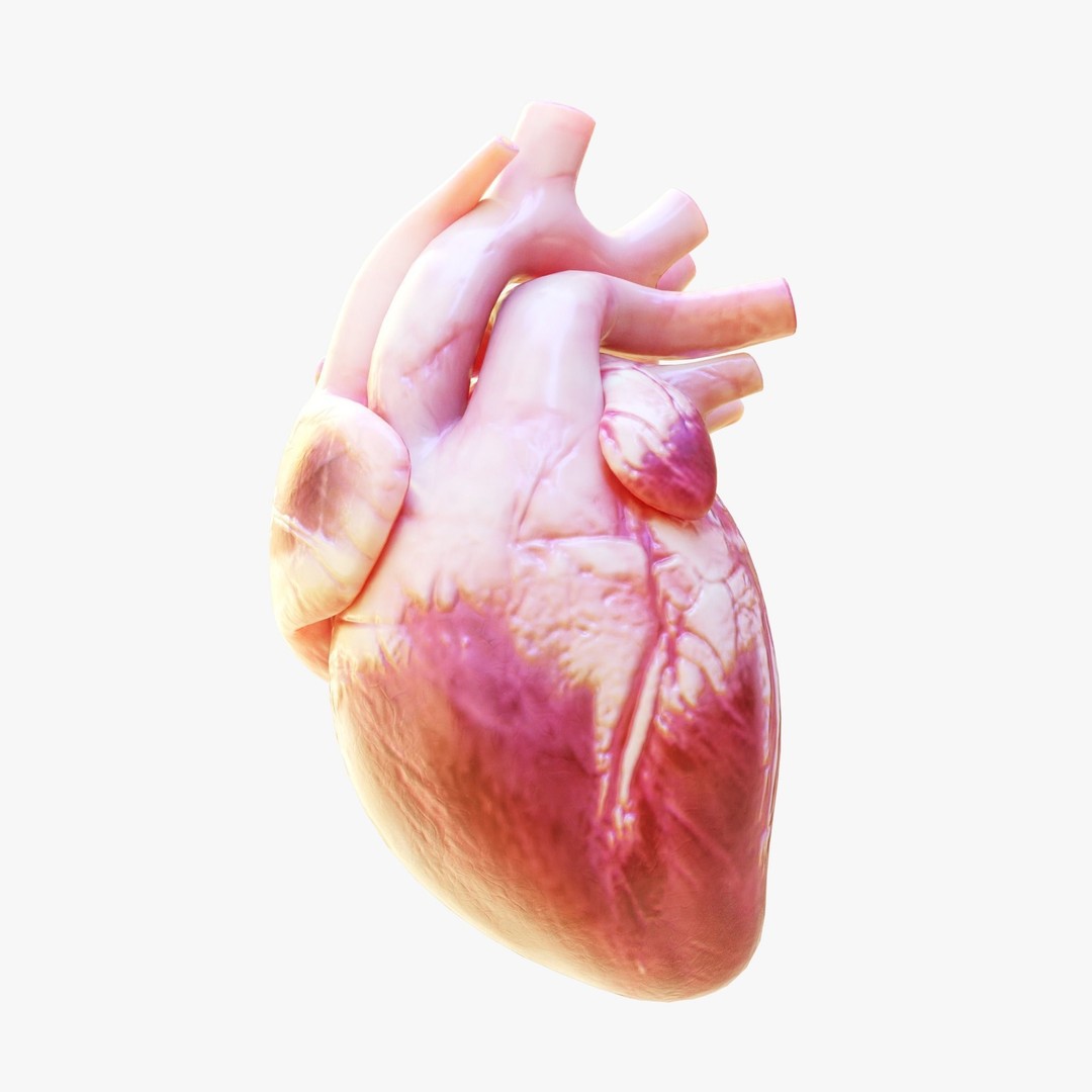 Human Heart Anatomy 3D Model – Animated Medical Asset, FBX & OBJ - View 3