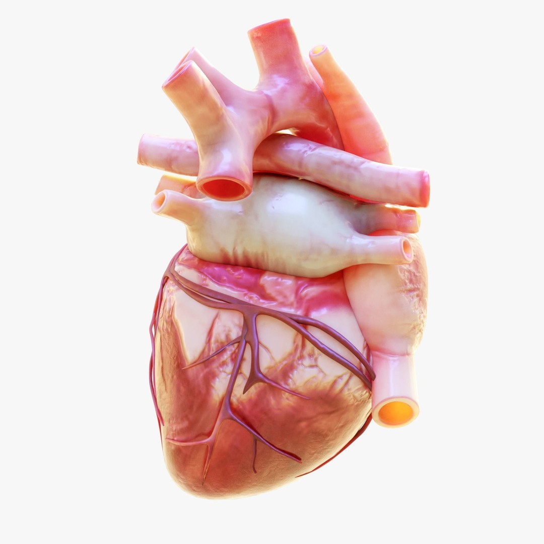 Human Heart Anatomy 3D Model – Animated Medical Asset, FBX & OBJ - View 4
