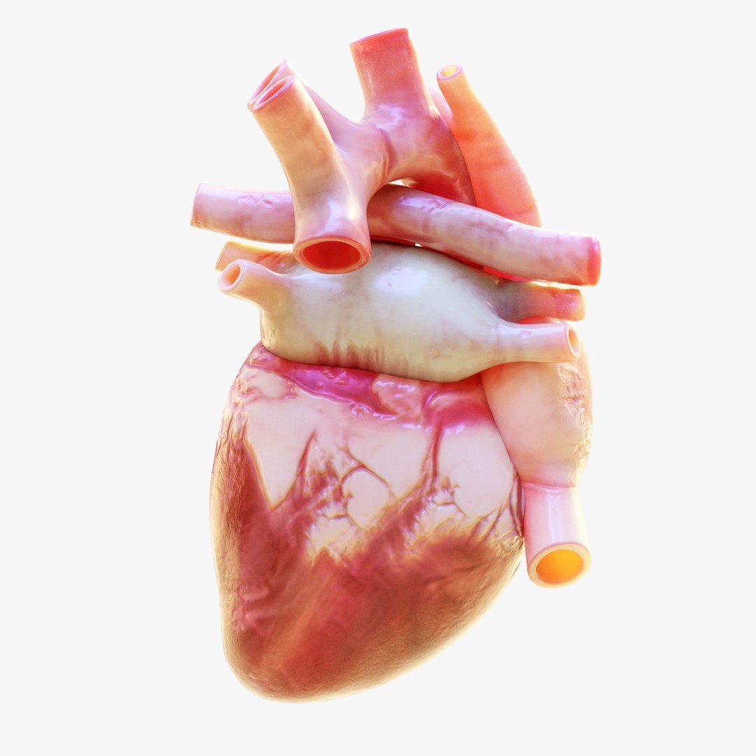 Human Heart Anatomy 3D Model – Animated Medical Asset, FBX & OBJ - View 5