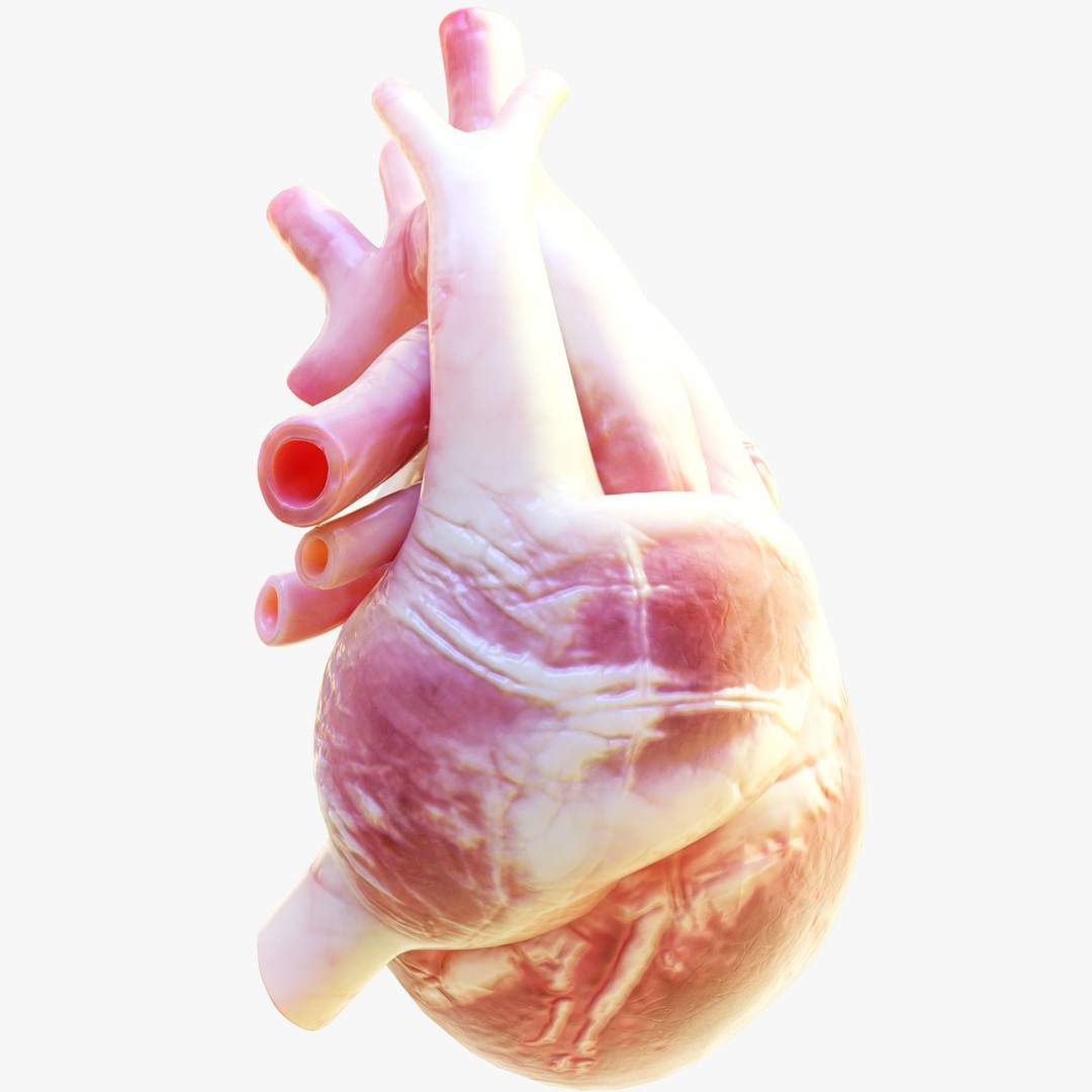Human Heart Anatomy 3D Model – Animated Medical Asset, FBX & OBJ - View 6