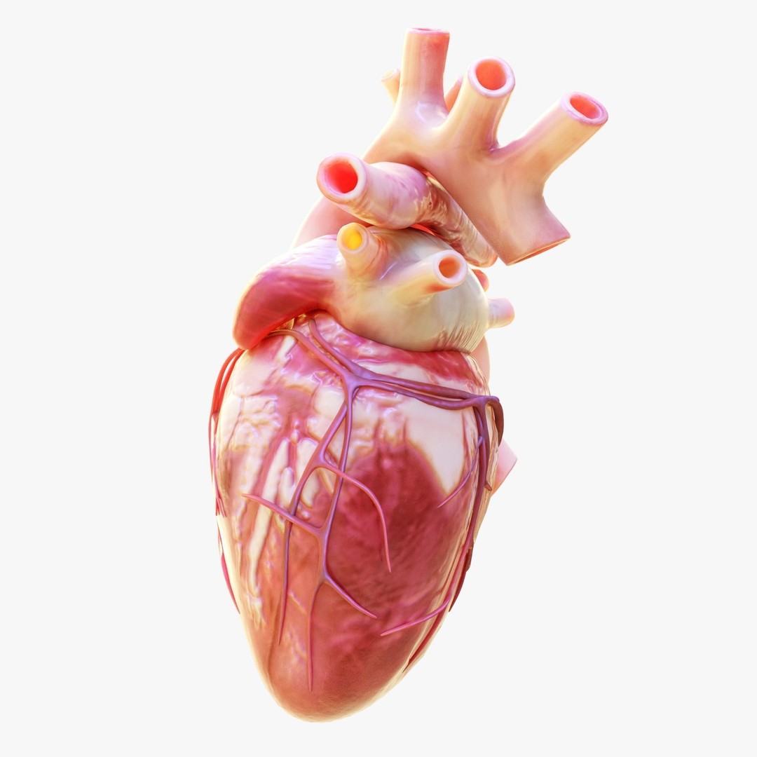 Human Heart Anatomy 3D Model – Animated Medical Asset, FBX & OBJ - View 7