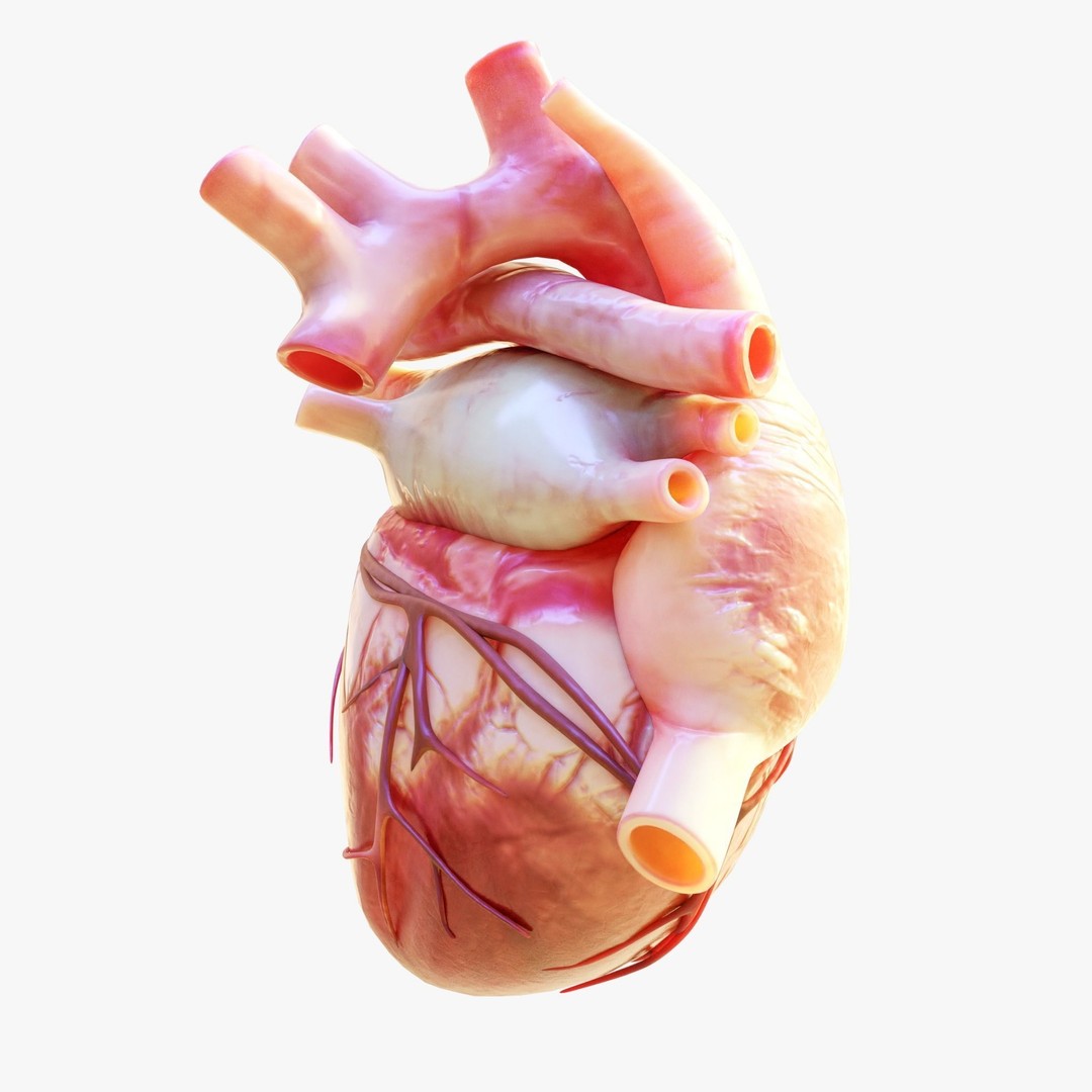 Human Heart Anatomy 3D Model – Animated Medical Asset, FBX & OBJ - View 8