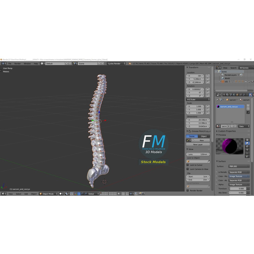 Human Spine 3D Model – Detailed Anatomy Asset with PBR Textures - View 10