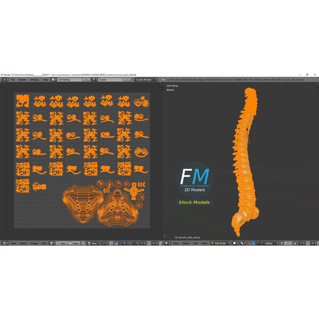 Human Spine 3D Model – Detailed Anatomy Asset with PBR Textures - View 11