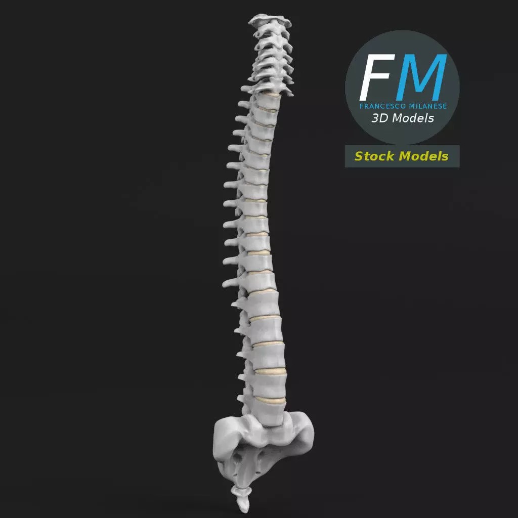 Human Spine 3D Model – Detailed Anatomy Asset with PBR Textures - View 2
