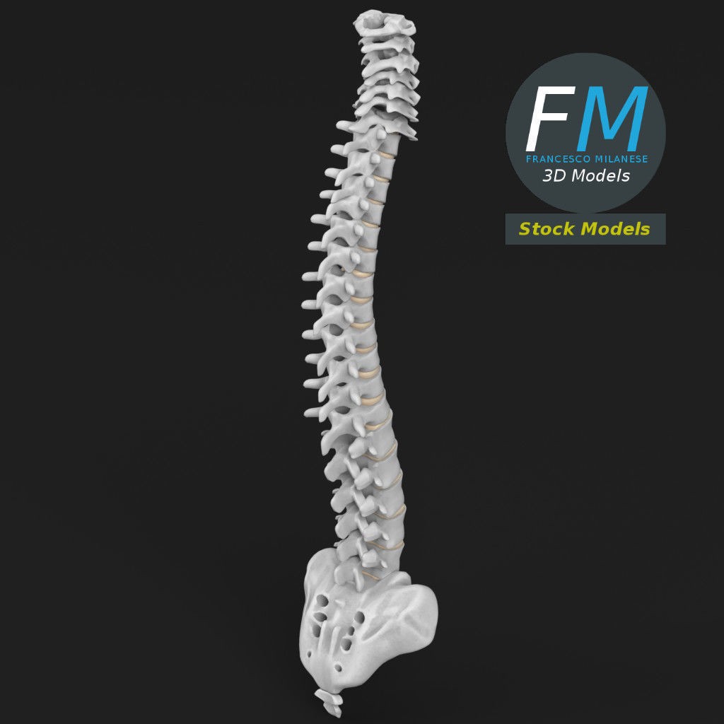Human Spine 3D Model – Detailed Anatomy Asset with PBR Textures - View 3