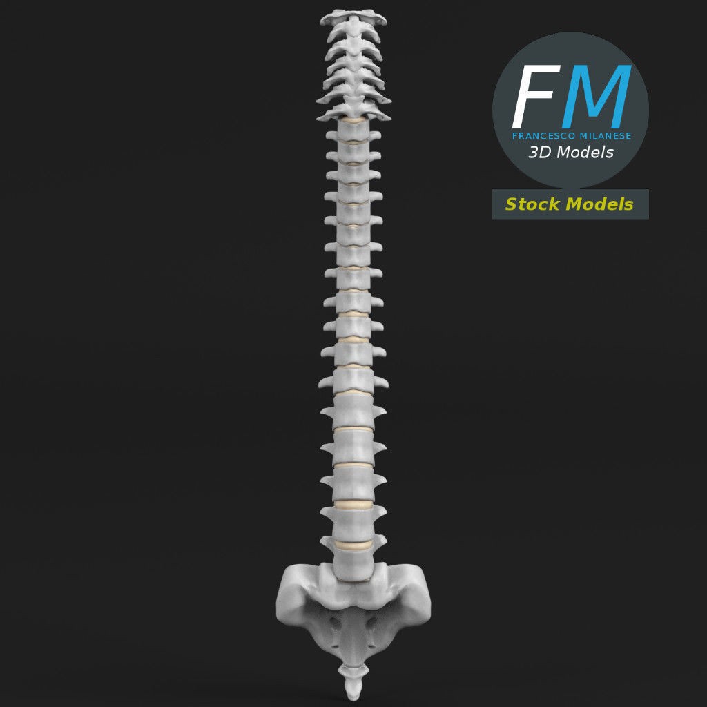 Human Spine 3D Model – Detailed Anatomy Asset with PBR Textures - View 4