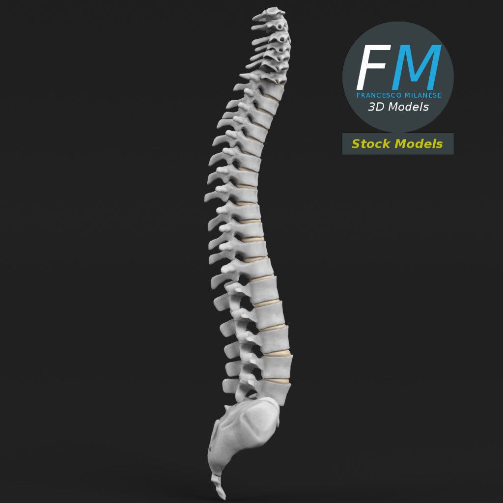 Human Spine 3D Model – Detailed Anatomy Asset with PBR Textures - View 5