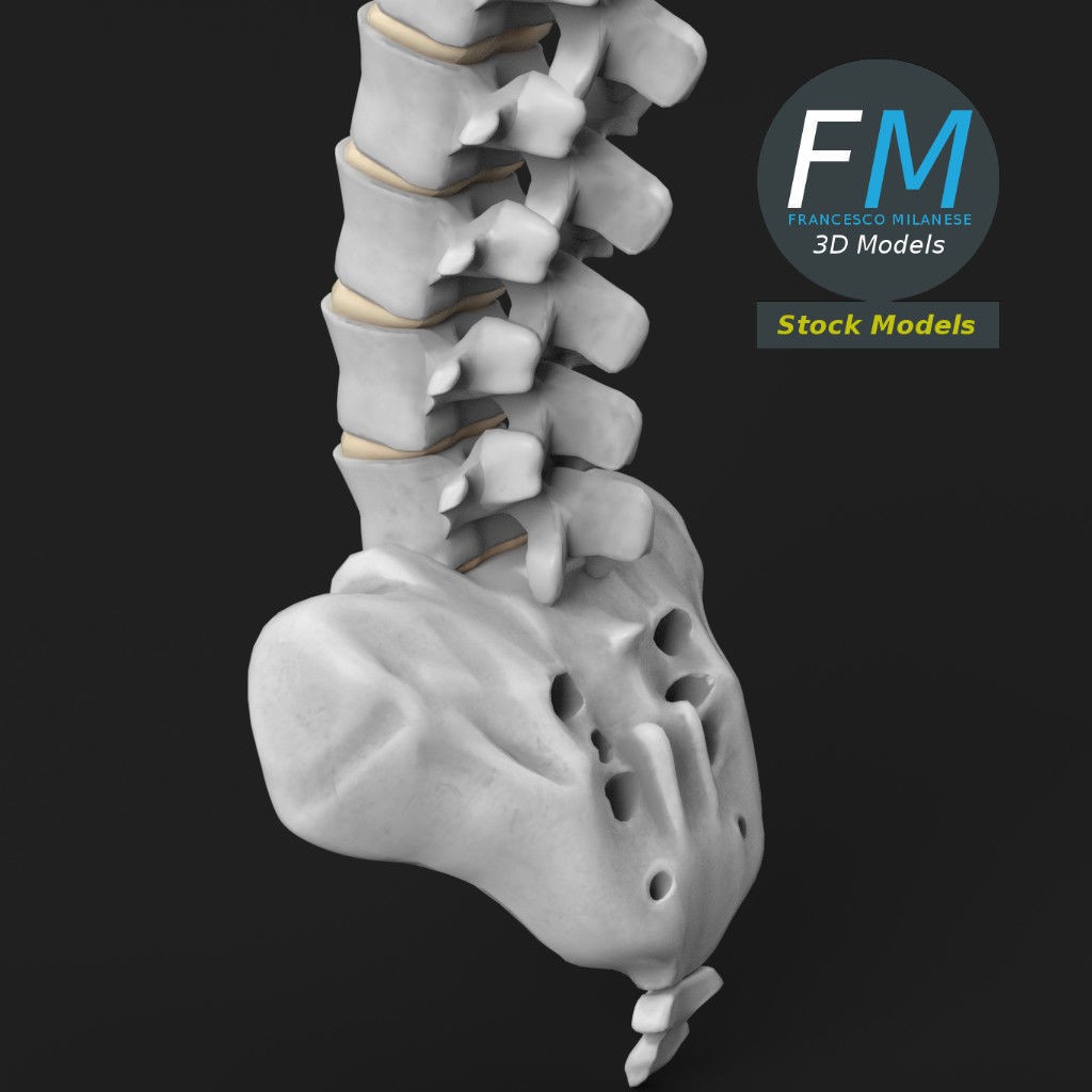 Human Spine 3D Model – Detailed Anatomy Asset with PBR Textures - View 6