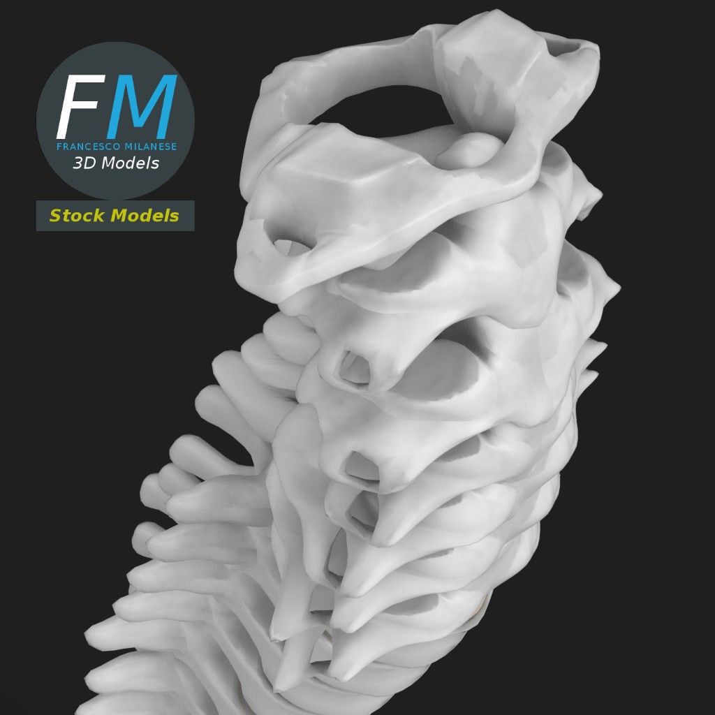 Human Spine 3D Model – Detailed Anatomy Asset with PBR Textures - View 7