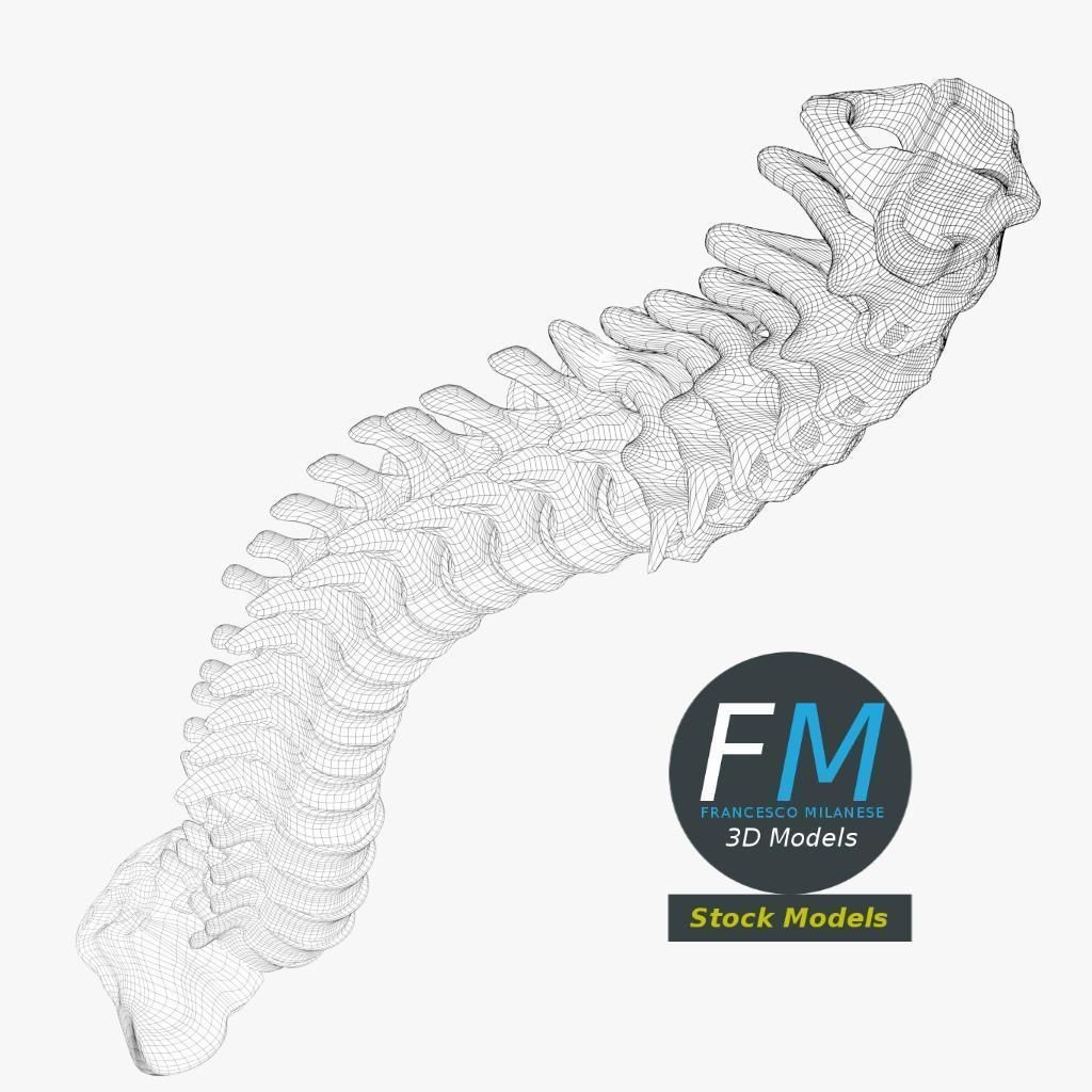 Human Spine 3D Model – Detailed Anatomy Asset with PBR Textures - View 8