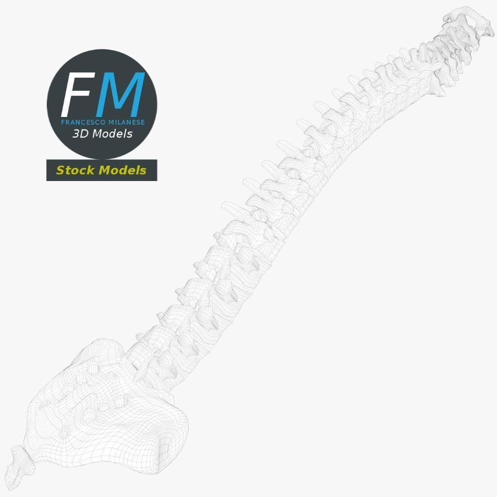 Human Spine 3D Model – Detailed Anatomy Asset with PBR Textures - View 9