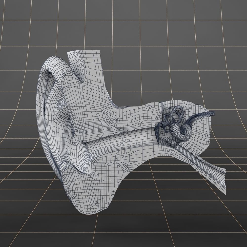 Anatomy Ear 3D Model – Detailed Character Asset, FBX, OBJ, Blender